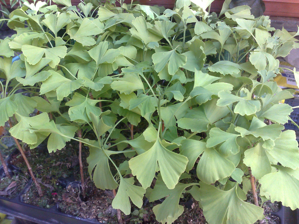 Ginkgo biloba