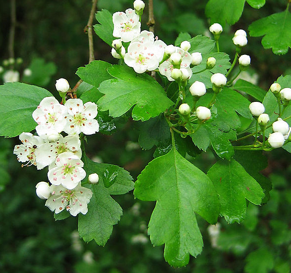 crataegus