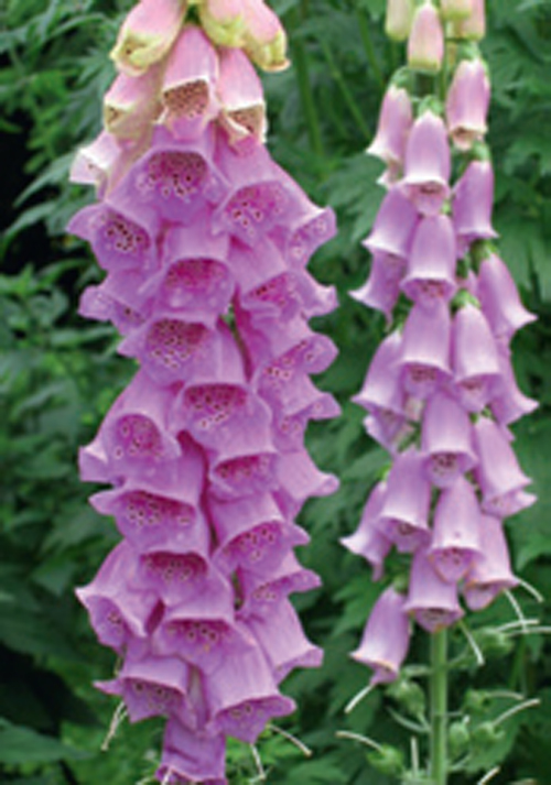 Digitalis Purpurea