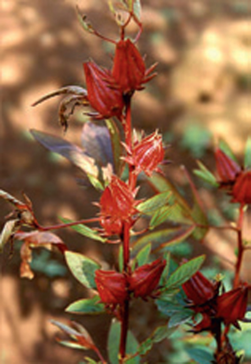 Hibiscus sabdariffa