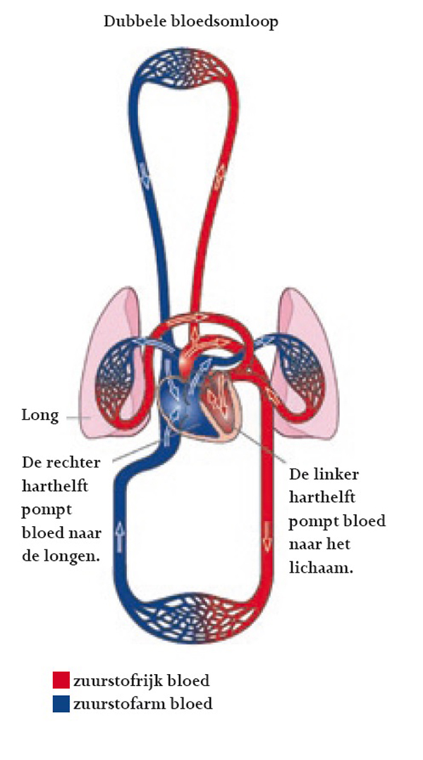 Dubbele bloedsomloop